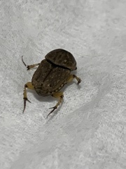 Euoniticellus intermedius