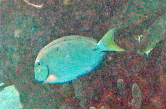 Acanthurus tractus