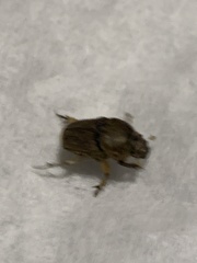 Euoniticellus intermedius