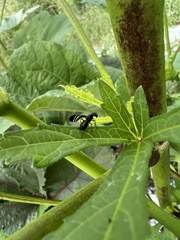 Tritoxa flexa