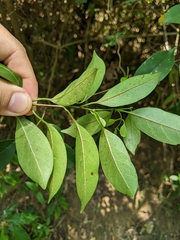 Urceola rosea