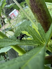 Tritoxa flexa