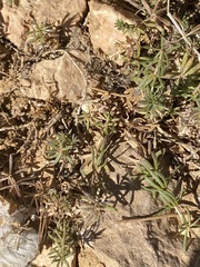 Ajuga chamaepitys