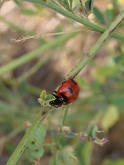 Coccinella transversoguttata
