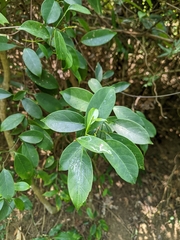 Urceola rosea