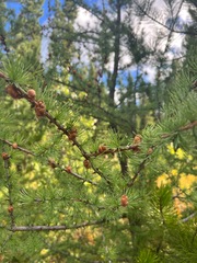 Larix