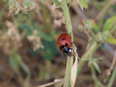 Coccinella transversoguttata