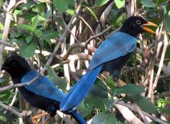 Cyanocorax yucatanicus