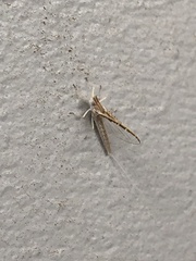 Callibaetis