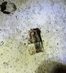 Meropleon diversicolor