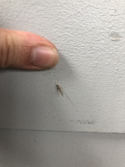 Callibaetis