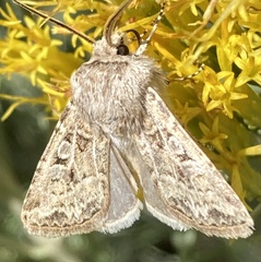 Apamea devastator