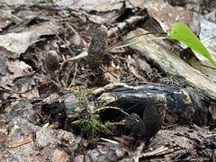 Xylaria longipes