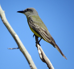 Tyrannus melancholicus