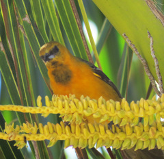 Icterus cucullatus