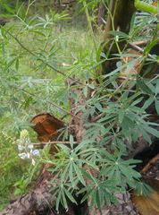 Lupinus sierrae-blancae