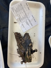 Xylaria longipes