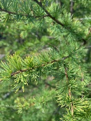 Larix