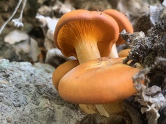 Omphalotus