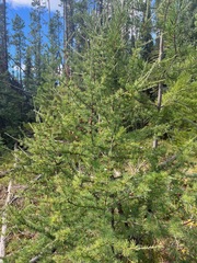 Larix