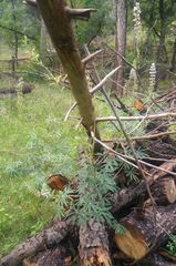 Lupinus sierrae-blancae