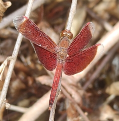 Neurothemis fluctuans