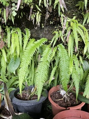 Phegopteris decursive-pinnata