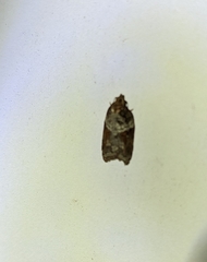 Acleris celiana