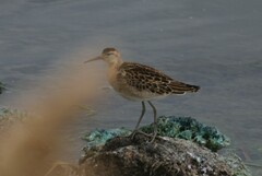 Calidris pugnax