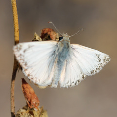 Heliopetes ericetorum