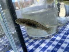 Gillichthys mirabilis