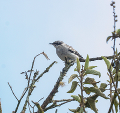 Mimus parvulus parvulus