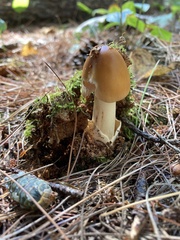 Amanita fulva