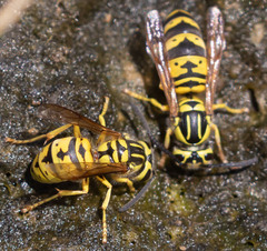 Vespula sulphurea