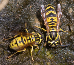 Vespula sulphurea