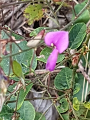 Desmodium marilandicum