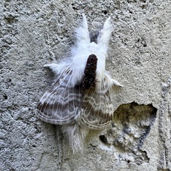 Tolype velleda