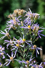 Eucephalus ledophyllus