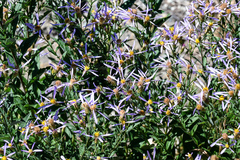 Eucephalus ledophyllus