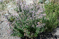 Eucephalus ledophyllus