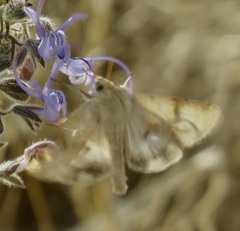 Heliothis