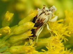 Phymata fasciata