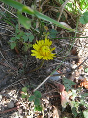 Crepidinae