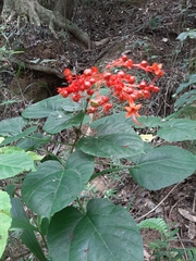 Clerodendrum japonicum