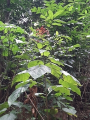 Clerodendrum japonicum