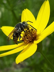 Coelioxys rufitarsis