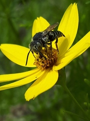 Coelioxys rufitarsis