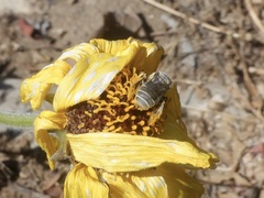 Diadasia