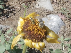 Diadasia