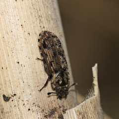 Phanodesta nigrosparsa